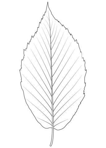 Black Birch Leaf Coloring Page